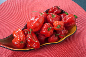 Red Savina Habanero